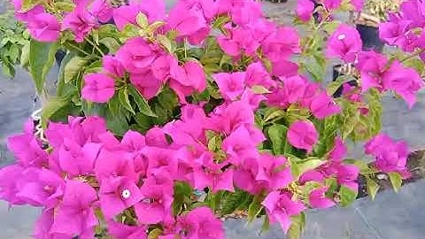 18.4 e gl lô 3 màu lửa..cẩm thach.tim phap zalo 0762862493