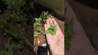 #organic#mimt#leaves@myhome#summer#shorts