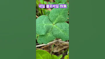 $네잎클로버잎 집단 #행운 #4Leaf_Clover