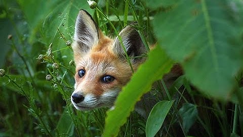 雄大な自然で生きる動物たちを活写！映画『生きとし生けるもの』予告編