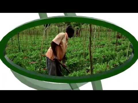 Video: Vitunguu Vya Kihindi - Mali Ya Dawa Na Kukua Kwenye Windowsill