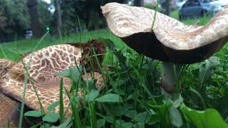 Red cracking Bolete