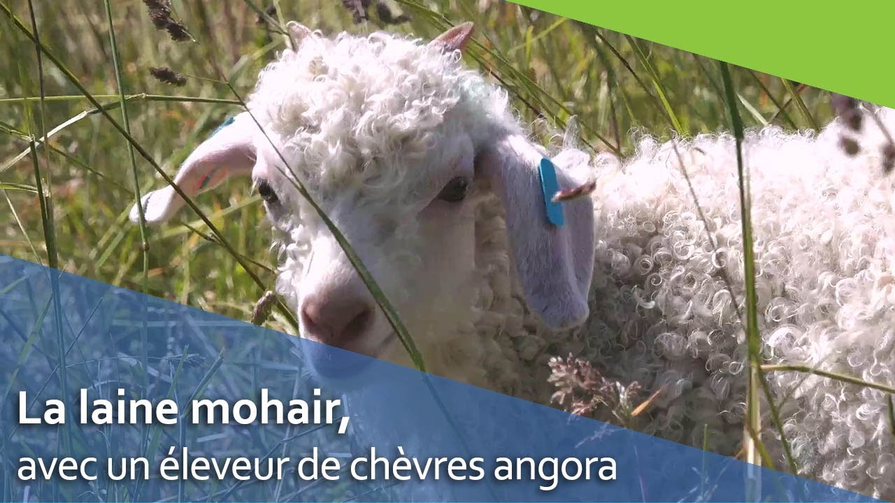 Mohair de Cornouaille - rencontre avec un éleveur de chèvres angora.