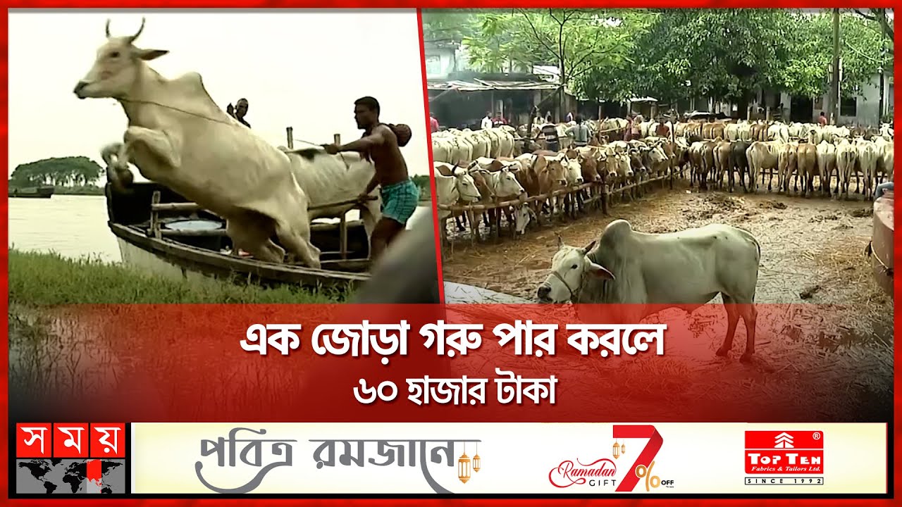 জীবনের ঝুঁকি তবুও সীমান্ত দিয়ে গরু আনতে মরিয়া কেন? | Indian Cow | Border Cross | Somoy TV