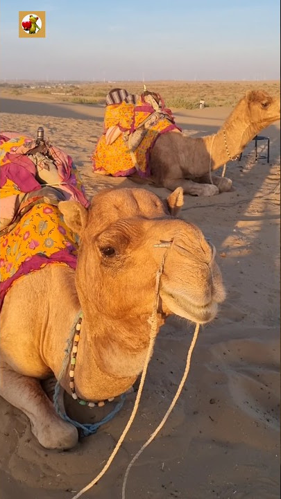Camel Sounds 🐫