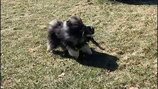 My Dogs Play Tug And Chase Each Other! by Kumo and Sully 146 views 1 month ago 41 seconds