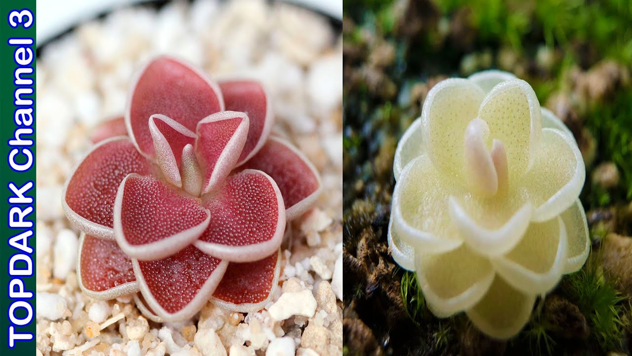 10 Lindas Variedades de Pinguiculas