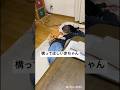 お姉ちゃんと遊びたくてちょっかいをかける赤ちゃん #baby #赤ちゃん #実況 #実況ベイビー