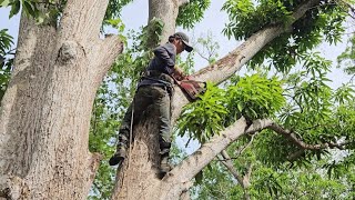 Cưa  cây  xoài  siêu  khủng  lồ  .Cưa  cây  kỷ thuật cao