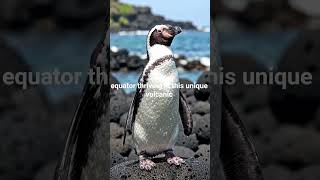 Galápagos Penguin | The Equator-Dwelling Penguin | Wildlife Documentary 4K @BirdWorldDaily