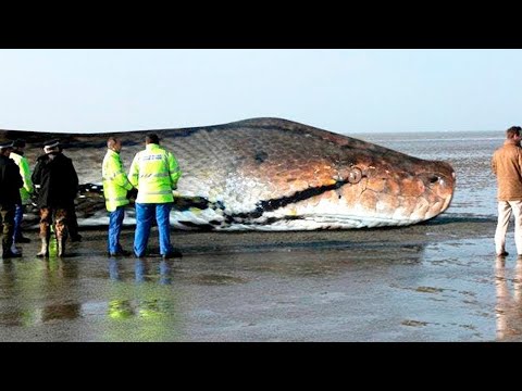 Wideo: Największy Wąż Na Planecie. Anakonda