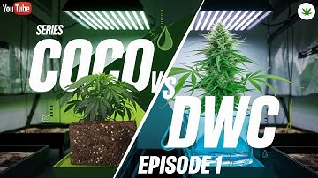 Coco vs DWC | Episode 1: Side-by-Side Grow Battle Begins! 🌱💧