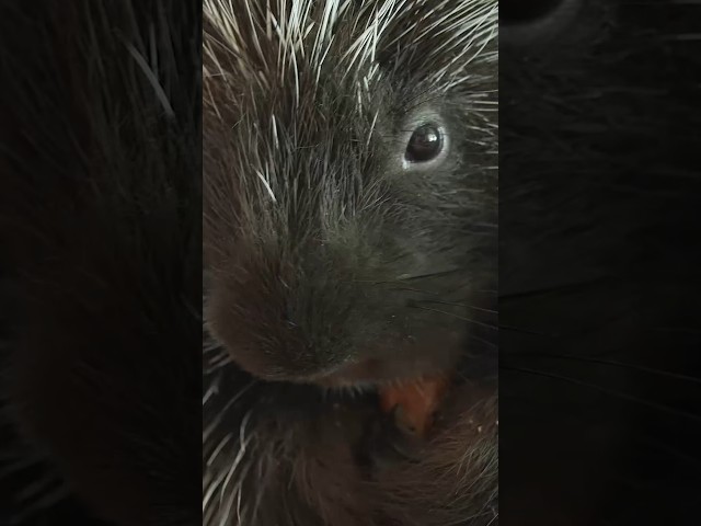 Meet Penelope the Porcupine! | #DeepLook #Shorts