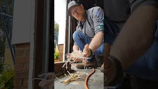 HOW TO Sinew from deer tendons for Bow backing ##deerhunting #forgottenskills 