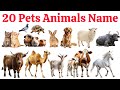 20 पालतू जानवरों के नाम| 20 Pets Animals Name in English and Hindi for Kids"| Kids Learning Video