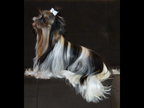 იყიდება სუფთა სისხლის ბივერ ტერიერის სუპერ ლეკვები საბუთებით.