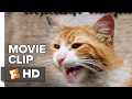 Kedi movie clip  cat fight 2017  documentary