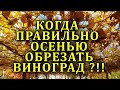 КОГДА НАЧИНАТЬ ОБРЕЗКУ ВИНОГРАДА ОСЕНЬЮ