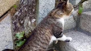 野良猫のパトロールについて行ってみた。