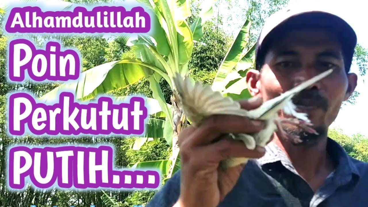 Rejeki Hari ini, Poin PERKUTUT PUTIH