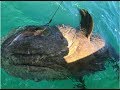 游钓美国第一季: 迈阿密海钓, 鱼竿刚试水就意外钓获百磅石斑鱼
