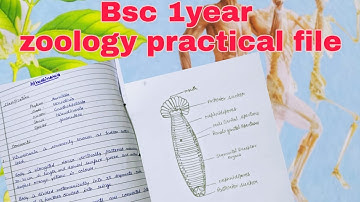 Bsc 1 year  Zoology practical file
