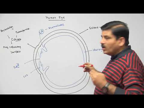 Anatomy of Human Eye - NEET  preparation