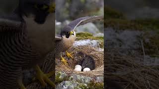Mother Bird Shields a Kitten and Her Eggs Against Danger #animals #nature #wildlife