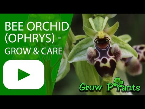 Bee Orchid - Ophrys - grow & care (Beautiful Orchids)