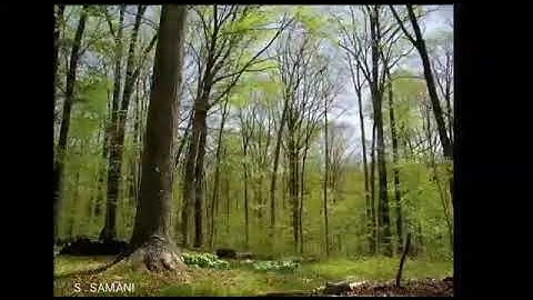 الشيخ عبدالعزيز بن ناصر العياف ، قراءة نجدية ، آيات من سورة المعارج .