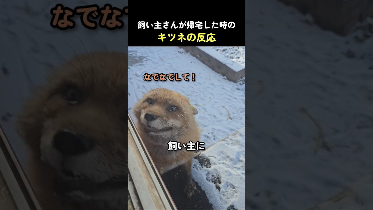 飼い主さんが帰宅した時のキツネの反応 #狐