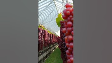Grapes.Greenhouse.Best #fruits #grapewine #food #wine #grapevine #grapegrowing #vineyard #grape