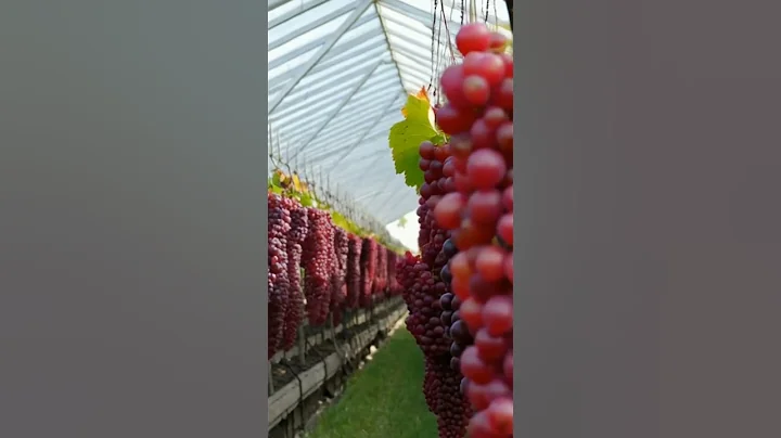 Grapes.Greenhouse.Best #fruits #grapewine #food #wine #grapevine #grapegrowing #vineyard #grape