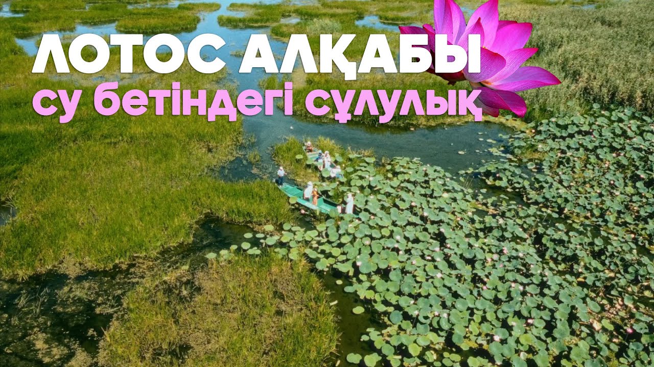 Қазақстандағы жалғыз Лотос алқабына саяхат