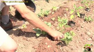 coltivare i peperoni