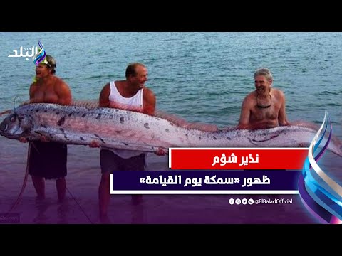 ما هي سمكة يوم القيامة نذير شؤم يخشاه الكثيرون