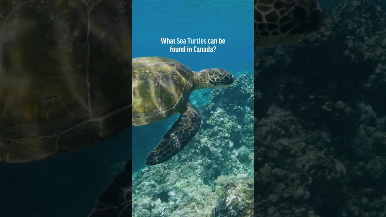 Sea Turtles in Canada