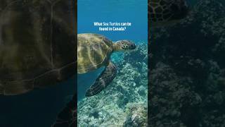 Sea Turtles in Canada
Do you know the four species of sea turtles found in Canada? 🐢
#seaturtles #seaturtleconservation #oceanconservation #marinewildlife #greenseaturtle #leatherbackseaturtle #loggerheadseaturtle #kempridleysseaturtle #atlanticocean #pacificocean Sea Turtles in Canada