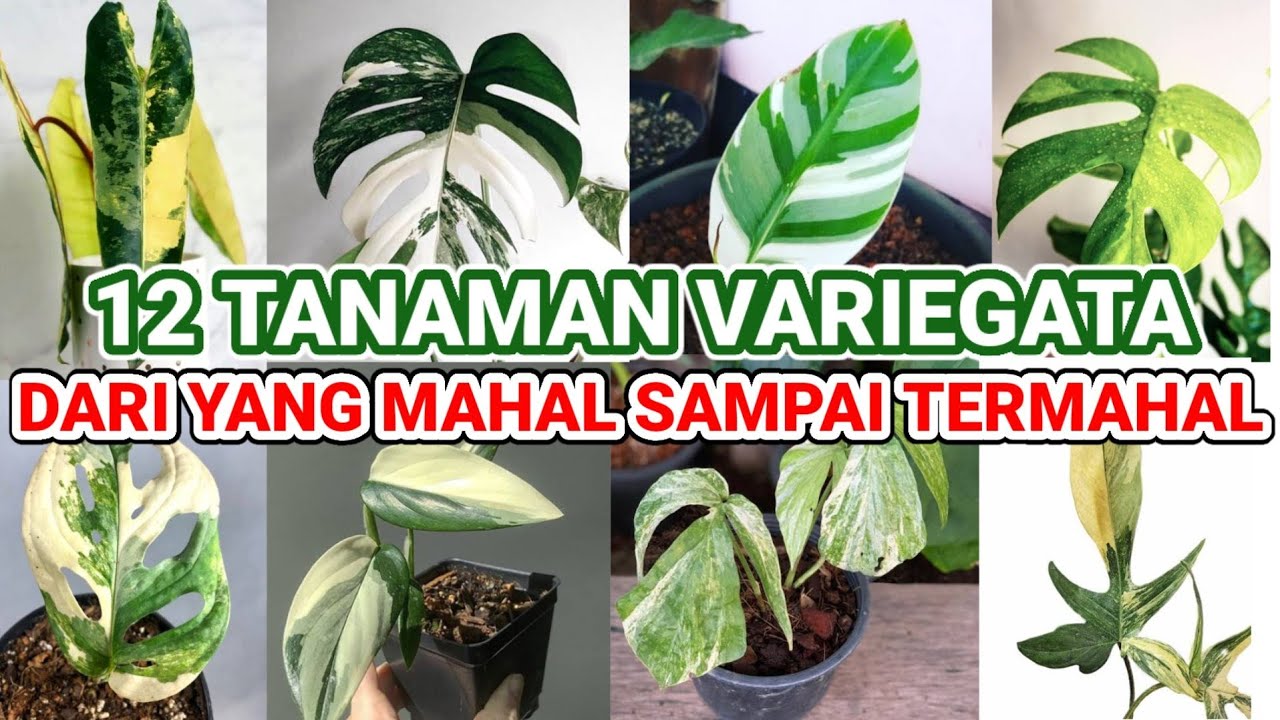 12 Jenis Tanaman Variegata Termahal | Tanamannya Para Sultan