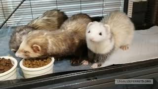 Ferret Food Taste Experiment by LegalizeFerrets.org 121 views 3 years ago 1 minute, 30 seconds