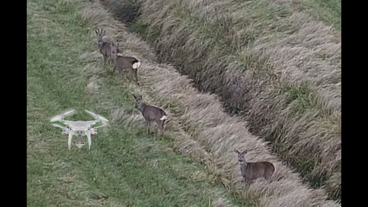 [DRONE] Observation de la faune...