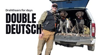 Deutsch Drahthaar Duo Hunting Quail at Little 'q' Ranch Mississippi, USA #deutschdrahthaar #upland by Barton Outfitters 291 views 2 months ago 2 minutes, 29 seconds