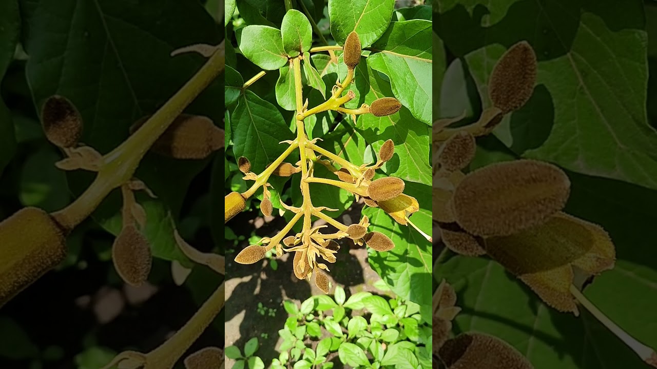 Haplophragma adenophyllum# Bignoniaceae# Stage 1