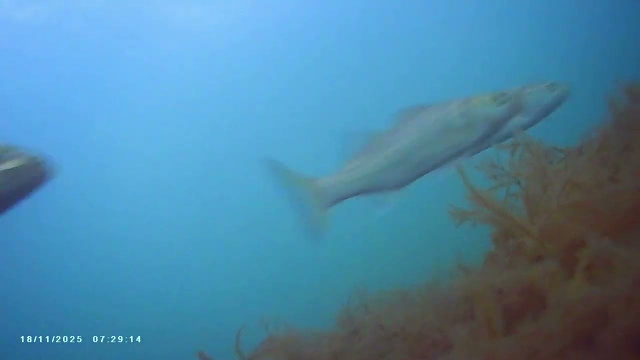 266. Κάτι ζόρικα λαβράκια. (Τραγούδια για ψαράδες)