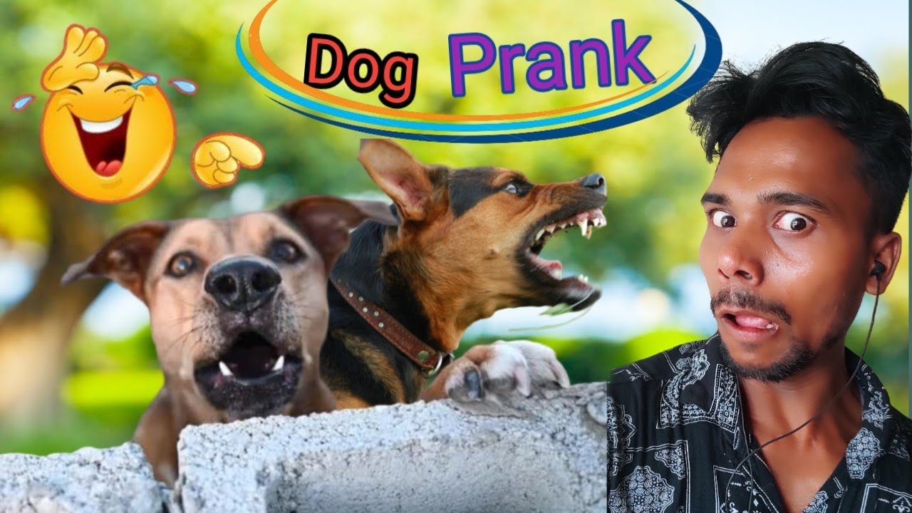Best dog prank collection 😂 dog and tiger fight funny video