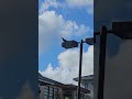Suspicious crow 👀🐦⬛ #crow #birds #wildlife #animals #youtubeshorts #follower #everyone