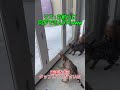 リス：お前らに何ができんの？ｗｗｗ