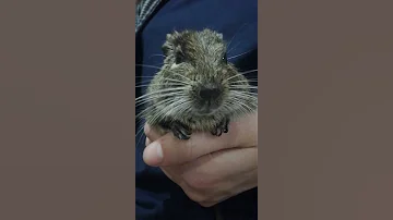 Дегу стучит зубами