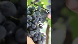 Rahasia di Balik Wine Italia Ternyata Begini Cara Modern Mengolah Anggur Terbaik Dunia