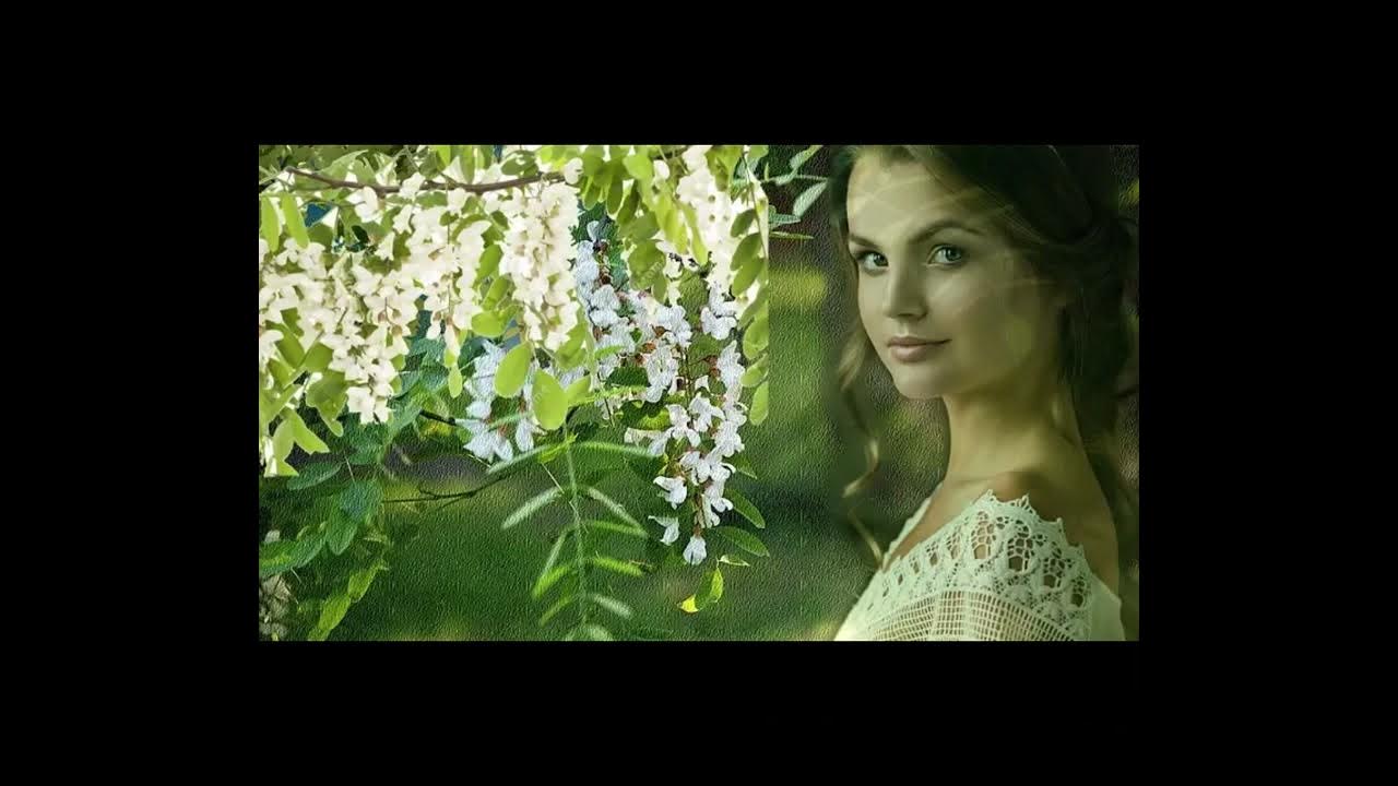 Калина и рябина. Слова романса белой акации гроздья душистые. Рябина в саду. Словно гроздья. И только гроздья рябины да алый шальной закат.